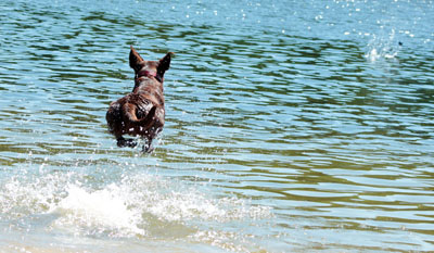 Hundebetreuung Friedrichshain 1